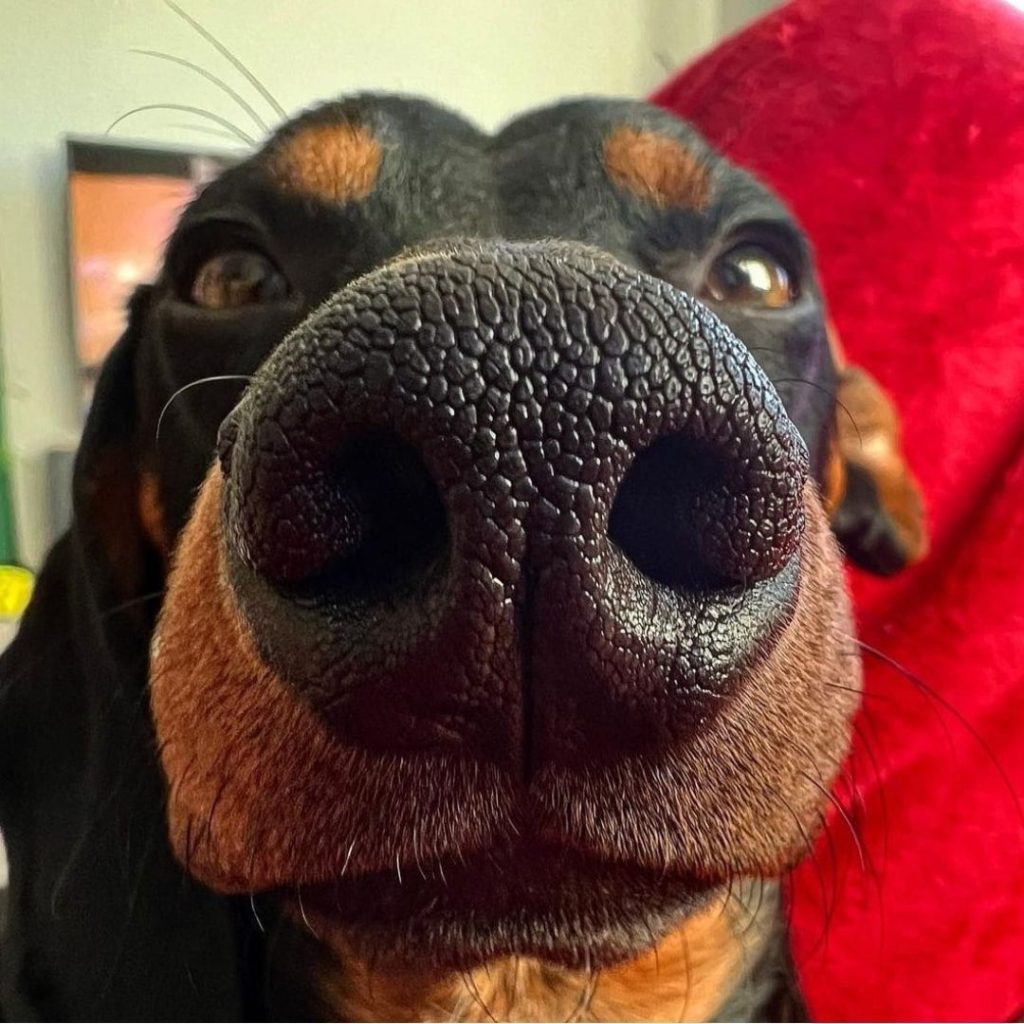 A close up of a dog's nose Description automatically generated