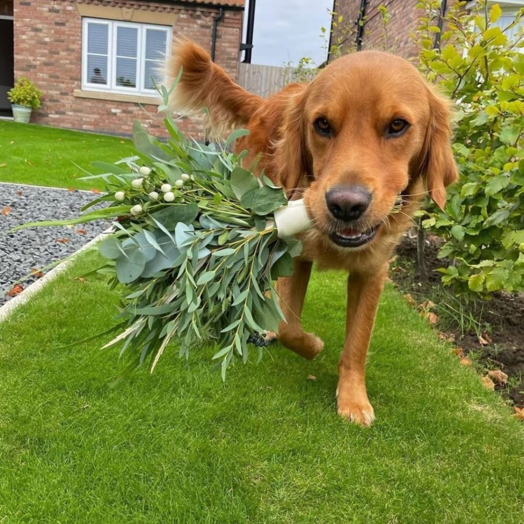 A dog carrying a bouquet of flowers Description automatically generated