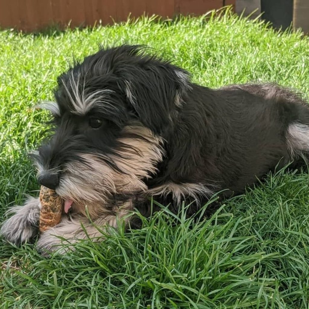 A dog lying in the grass Description automatically generated