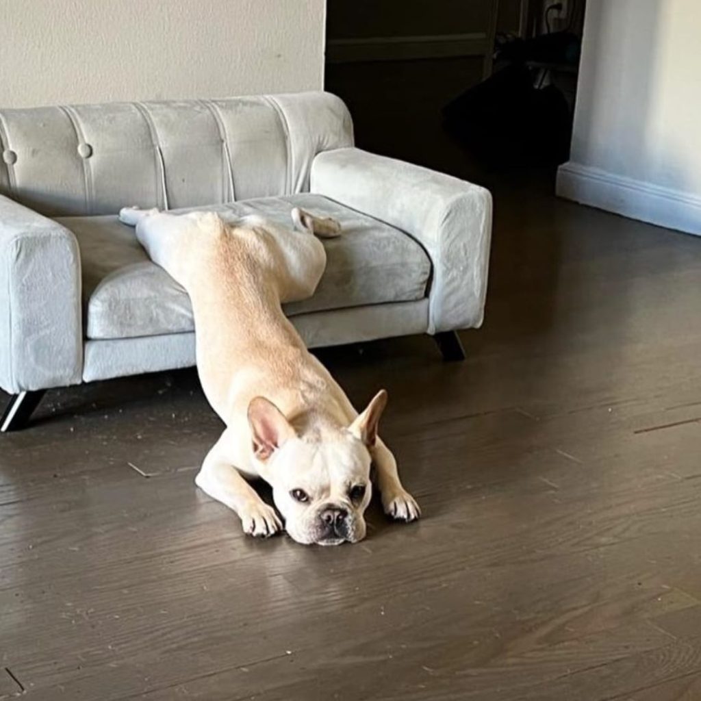 A dog lying on a couch Description automatically generated