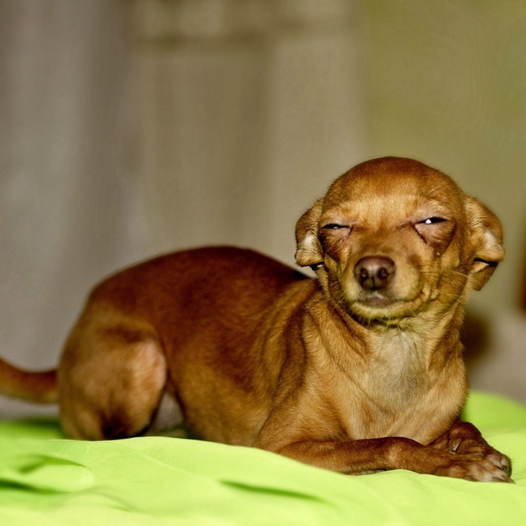 A dog lying on a green surface Description automatically generated