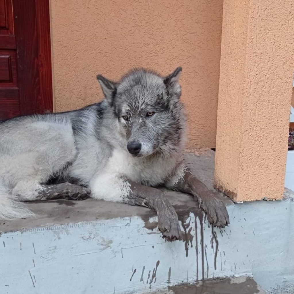 A dog lying on a step Description automatically generated