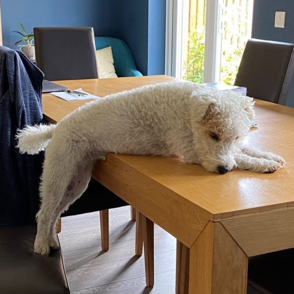 A dog lying on a table Description automatically generated