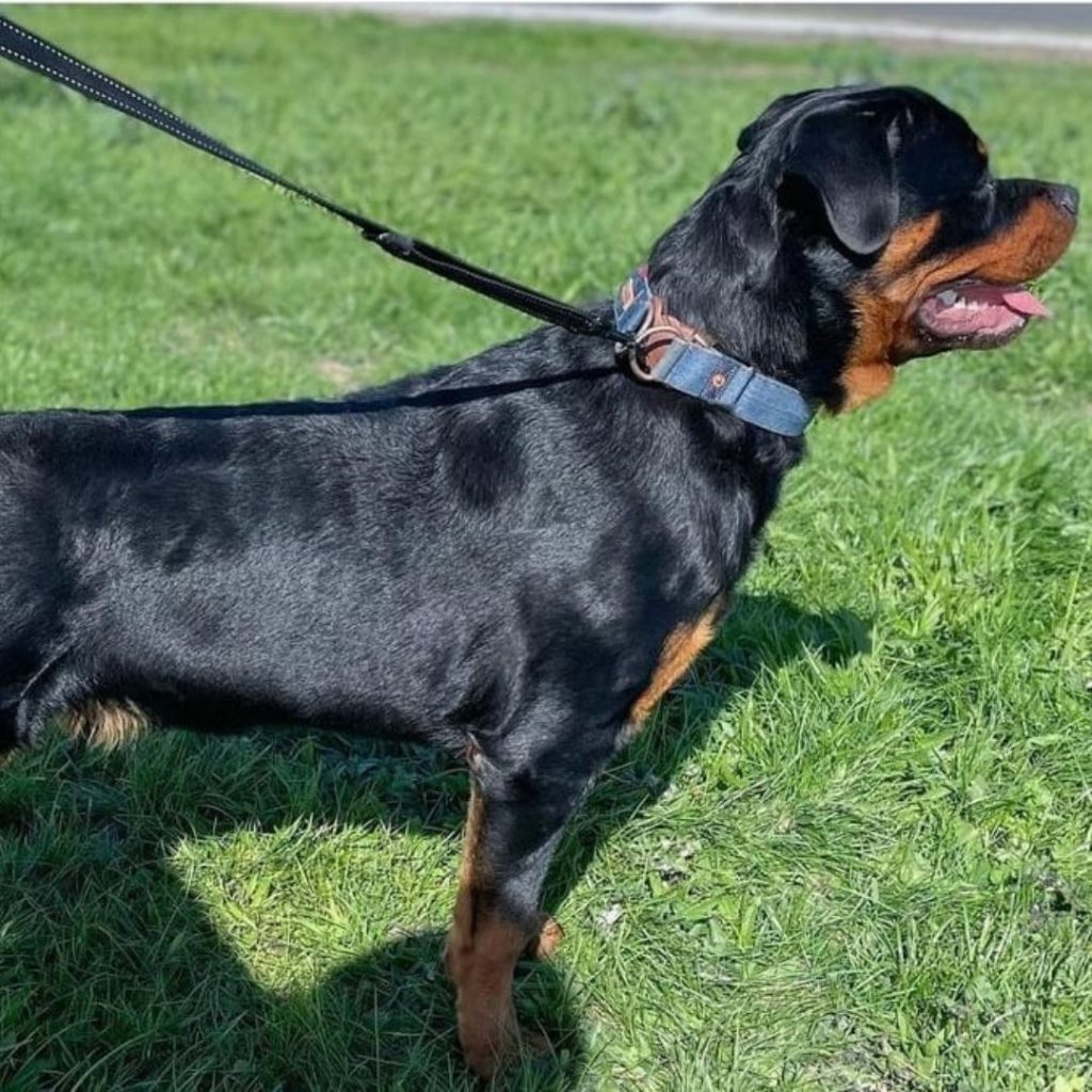A dog on a leash Description automatically generated