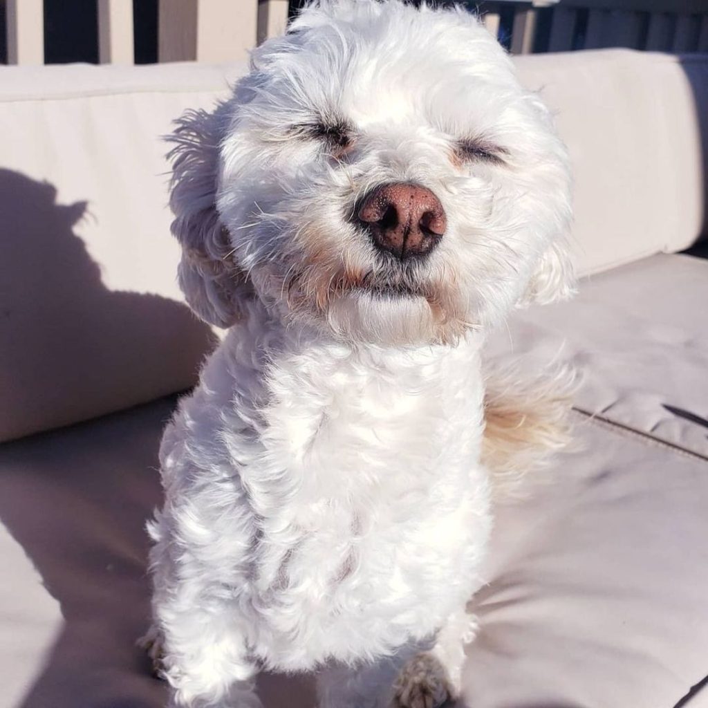 A dog sitting on a couch Description automatically generated