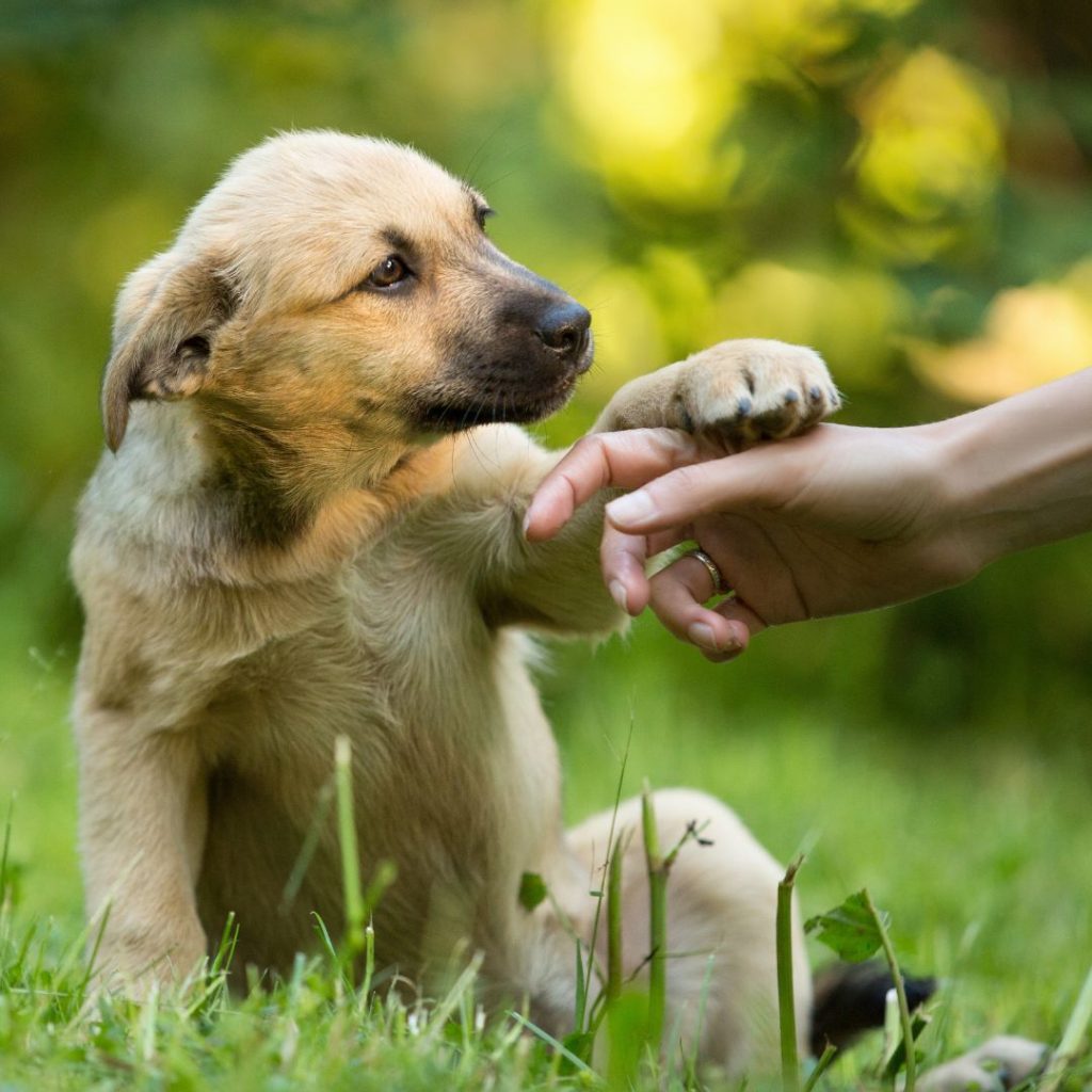 A dog sitting on grass with a hand touching it Description automatically generated