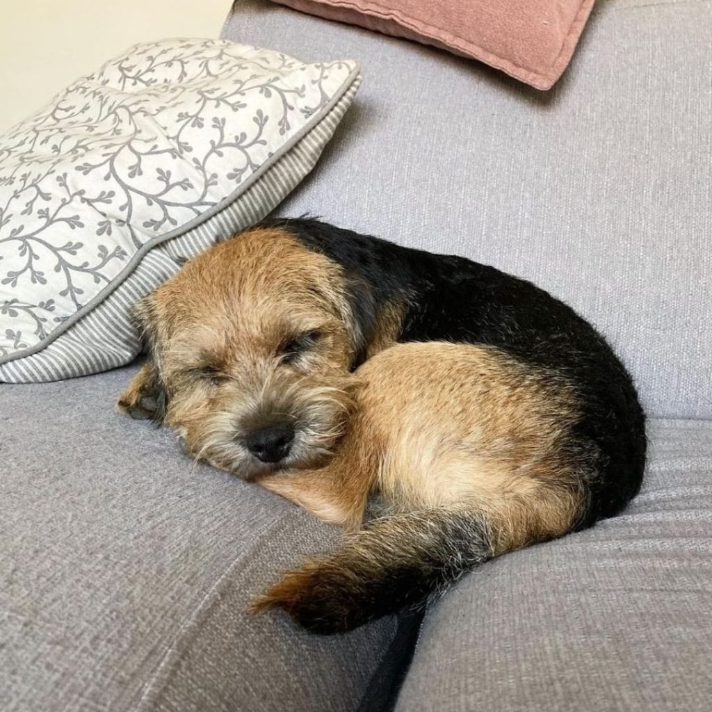 A dog sleeping on a couch Description automatically generated