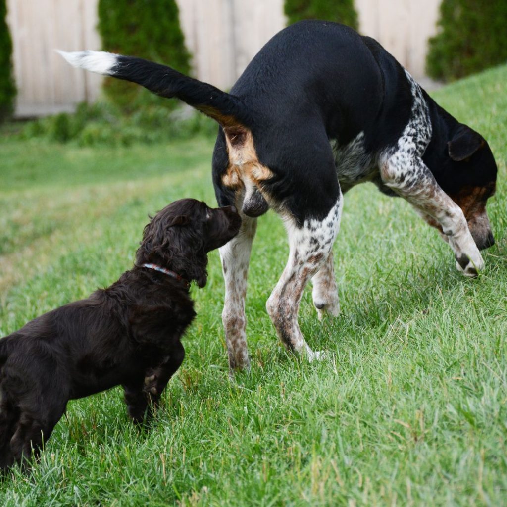 A dog sniffing another dog Description automatically generated