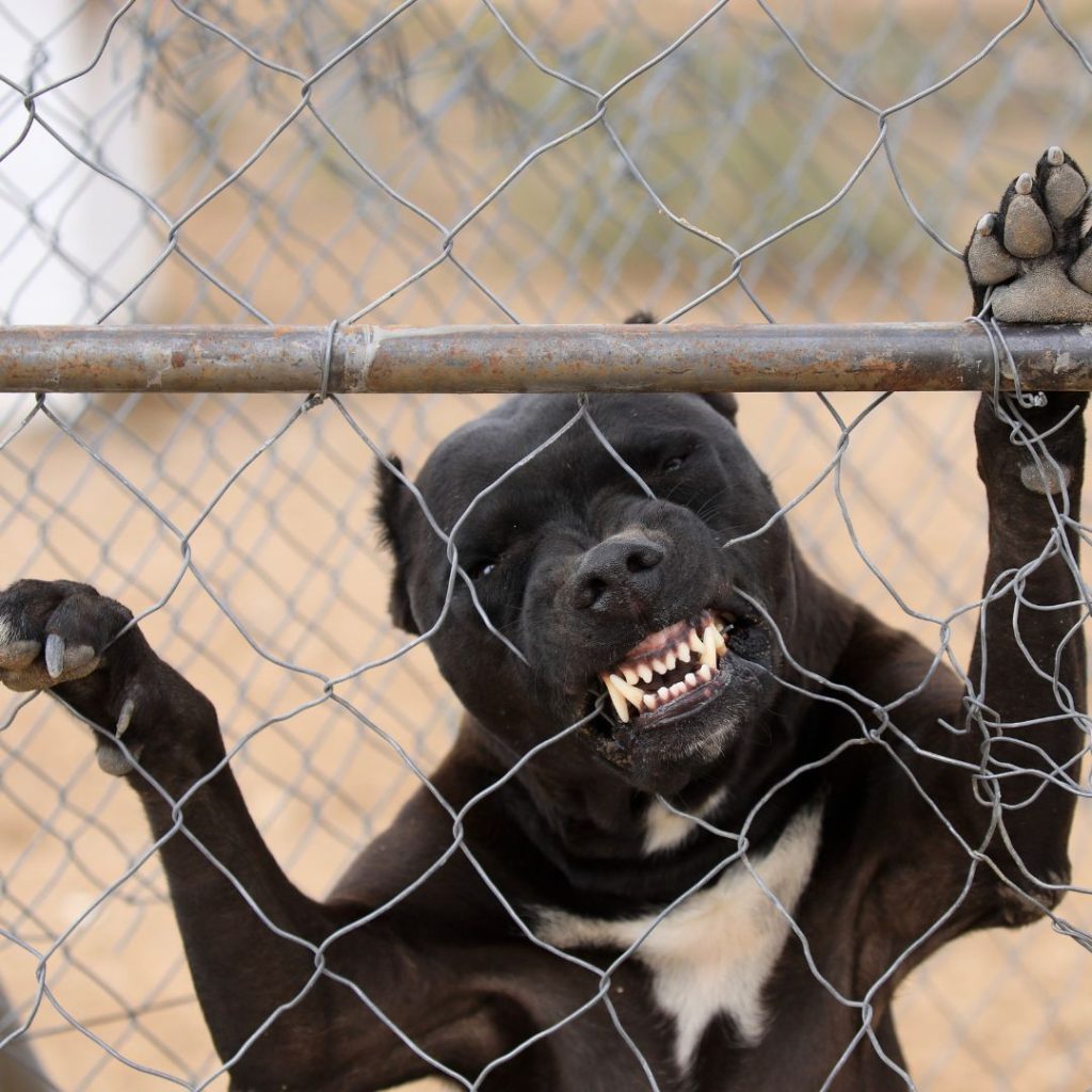A dog with its teeth showing Description automatically generated