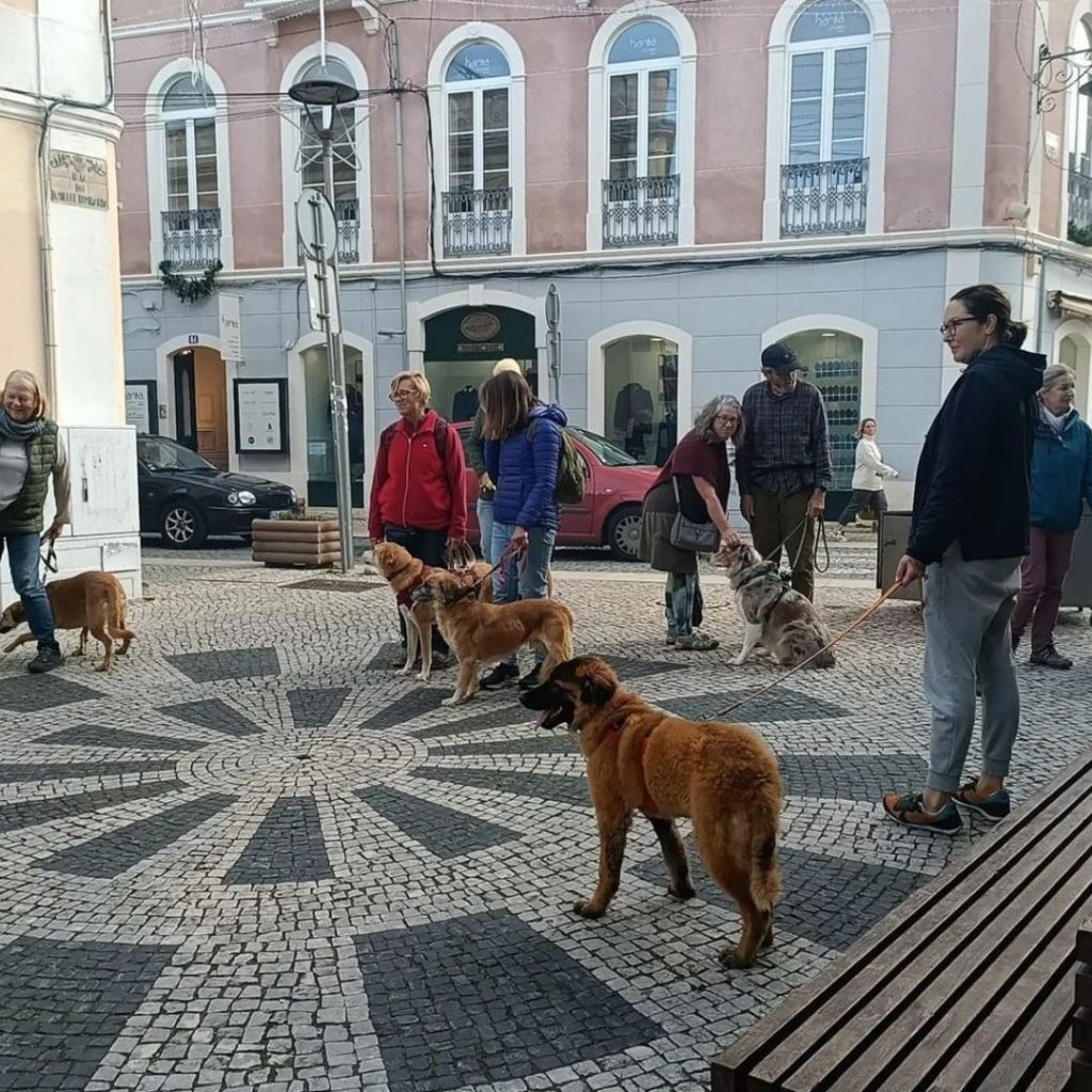 A group of dogs on a stone pavement Description automatically generated