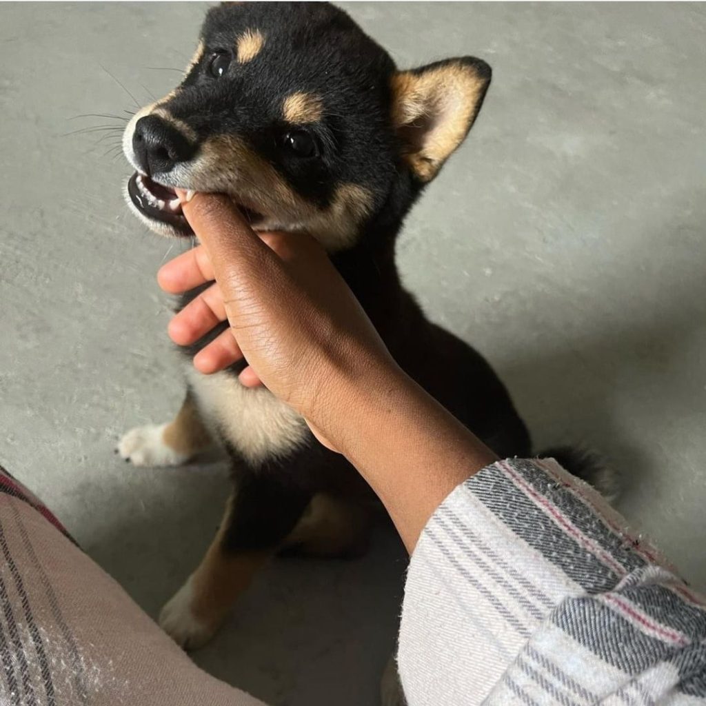 A hand holding a dog's mouth Description automatically generated