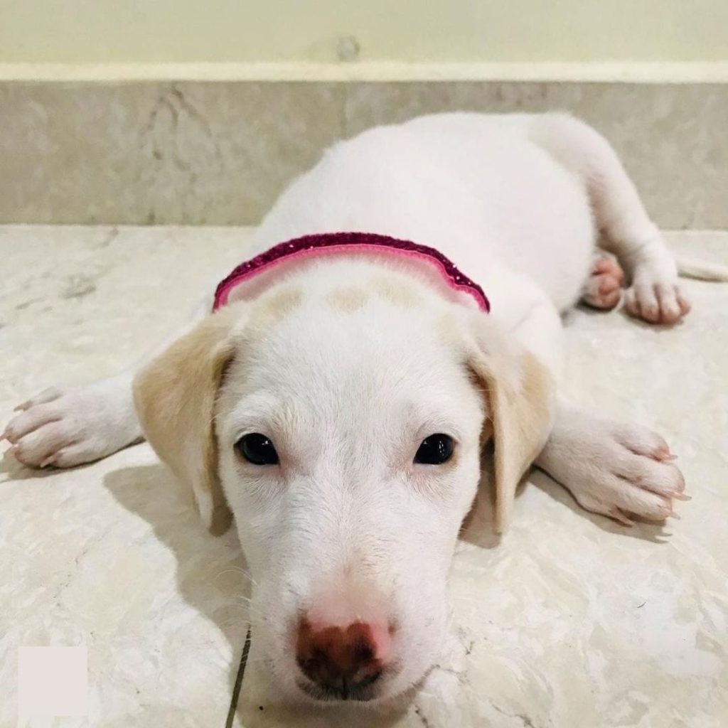 A white puppy lying on the floor Description automatically generated
