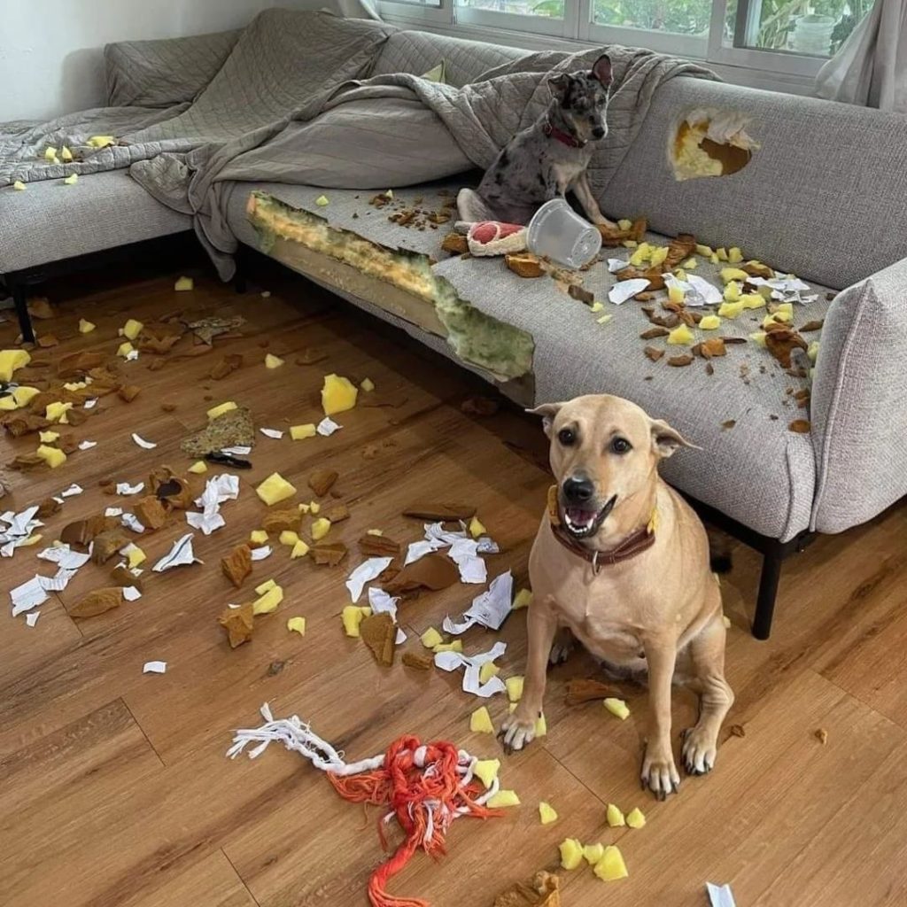 Two dogs sitting on the floor with food on the floor Description automatically generated